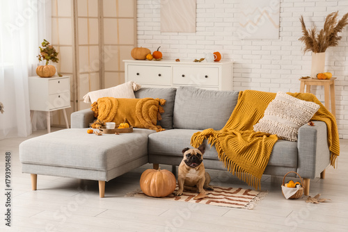 Cute French bulldog with fr...