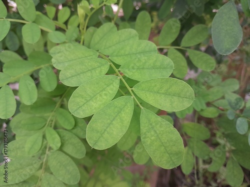 green leaves in the forest
