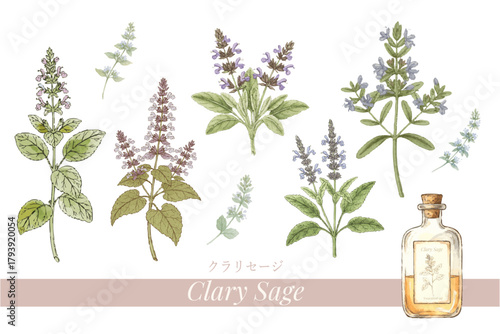 クラリセージの植物画・精油＆アロマ