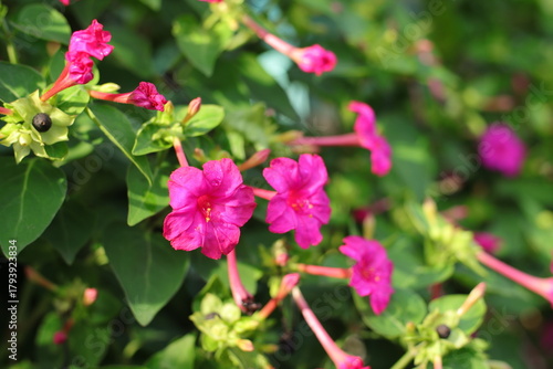 Wallpaper Mural Vibrant Mirabilis Blooms Torontodigital.ca