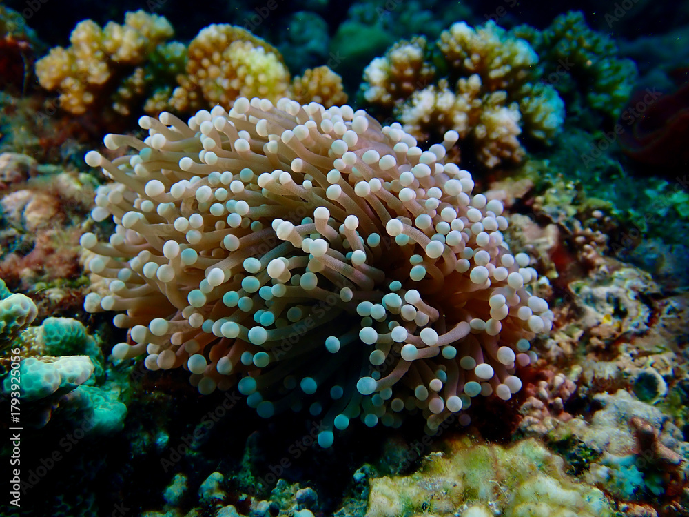 Naklejka premium Close-up view of tentacles of a sea anemone underwater. The detailed texture highlights the organic patterns of the marine creature.