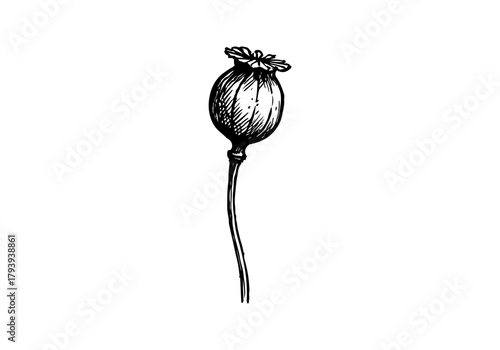  Poppy Stem hand drawn simple sketch vector illustration