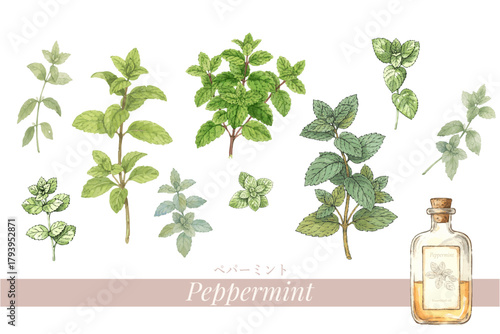 ペパーミントの植物画・精油＆アロマ