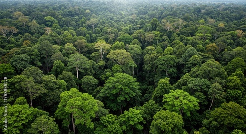 Vast, lush green rainforest canopy stretches to the horizon, showcasing dense, vibrant foliage under a hazy sky, evoking natural wonder and untouched wilderness