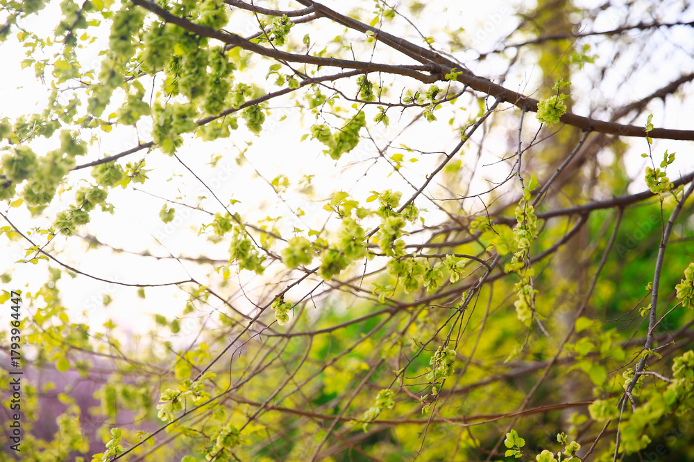 Fototapeta premium A branch of the elm tree. Dutch elm. Golden elm, in spring