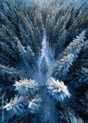 Radiant light breaks through the dense snow-covered trees, illuminating a peaceful winter forest. The scene unfolds as frost clings to each branch, creating a tranquil and enchanting atmosphere.
