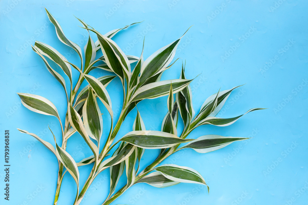 Obraz premium Green white leaves of lucky bamboo plant (Dracaena sanderiana)