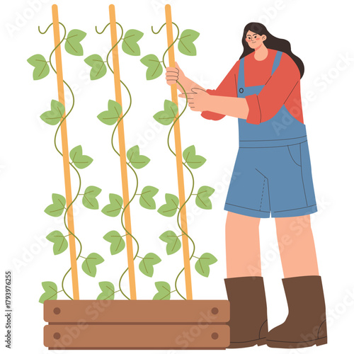 Farming Illustration. Vector illustration of Farmer ties climbing vines to a trellis for support and better growth in a tidy backyard garden. Isolated on background