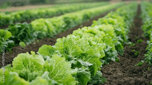 Rows of vibrant green lettuce grow in a neatly organized agricultural field, showcasing healthy crops and fertile soil.
