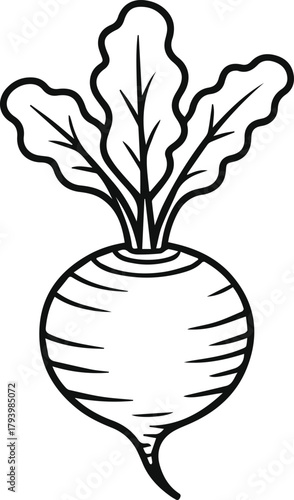Turnip line art vector illustration sketch. Simple vegetable outline icon symbol isolated on white. Root food ingredient drawing.