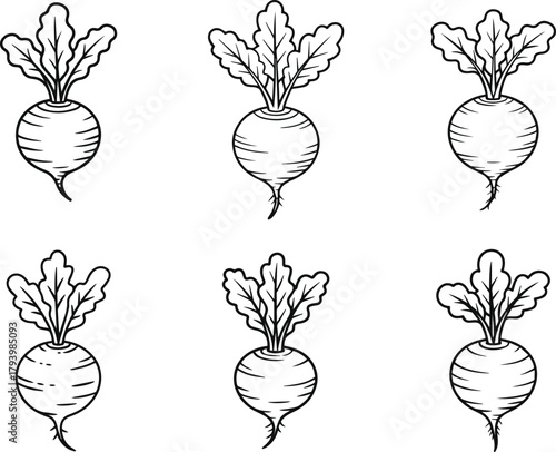 Turnip line art vector illustration collection. Set of simple outline vegetable icons sketch. Root food ingredient drawing symbol.