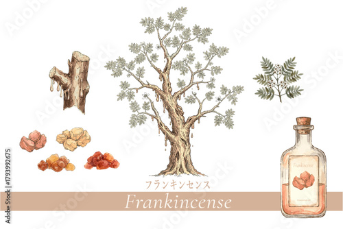 フランキンセンスの植物画・精油＆アロマ