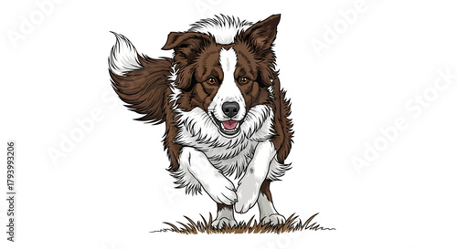 Illustration of a brown and white Border Collie running towards the viewer.