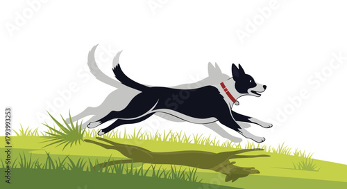 Illustration of a black and white dog running through a grassy field with a red collar.
