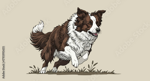 Illustration of a brown and white Border Collie running across a field with grass.