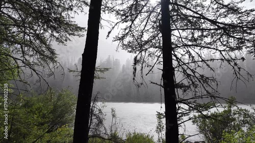 Rain-soaked taiga landscape with a wild river and foggy mountains — water droplets fall through pine branches, evoking the untamed spirit of nature under stormy skies.