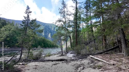 Moving forward through coniferous forest to reveal a mountain river in slow motion — natural beauty captured from a hiker’s perspective for travel or cinematic use.