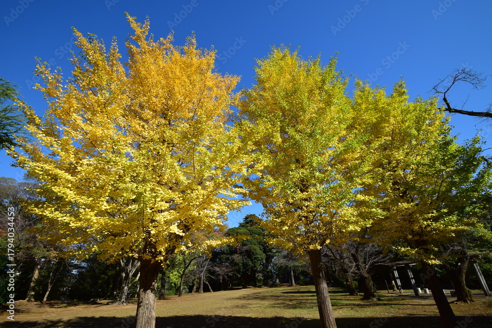 Naklejka premium ginkgo tree in Japan