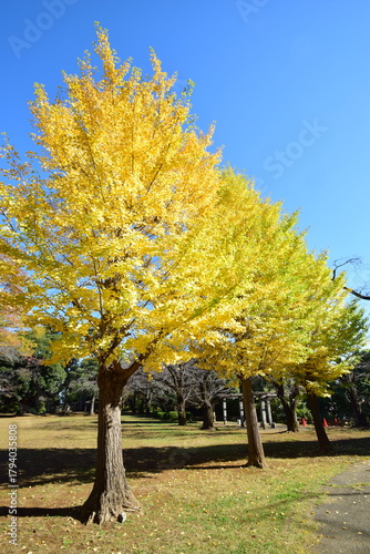ginkgo tree in Japan