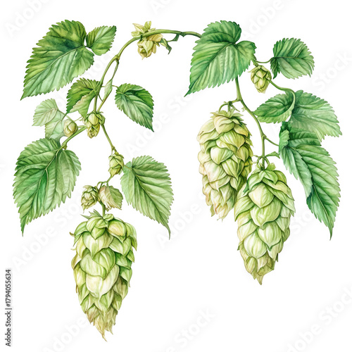 Delicate hop branch illustration for brewing designs or botanical prints, adding a touch of nature to your project with hand painted style artwork