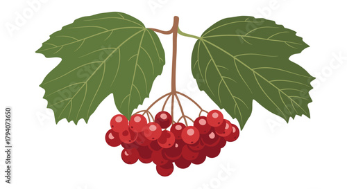 A vibrant illustration of red berries clustered on a branch with two broad green leaves, depicting the beauty of nature's bounty.