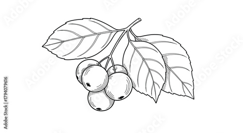 Detailed botanical illustration of a chokeberry branch with ripe berries and textured leaves, in a vintage engraving style.