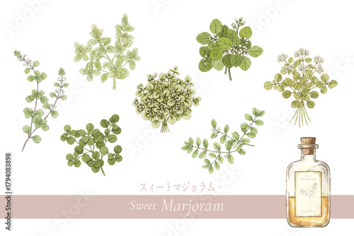 マジョラムの植物画・精油＆アロマ