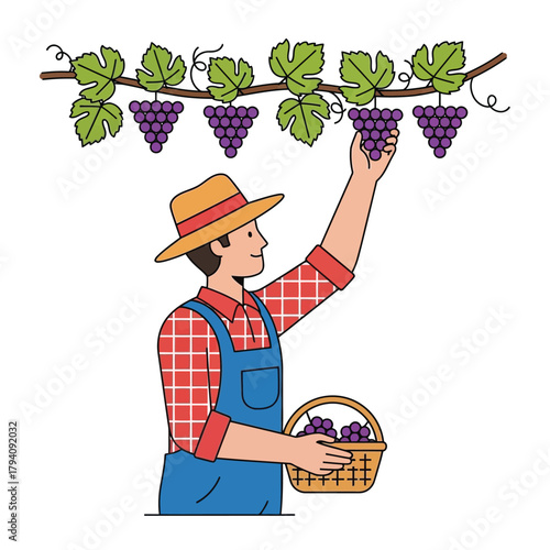 Harvesting Grapes A Farmer's Delightful Task in the Vineyard Season