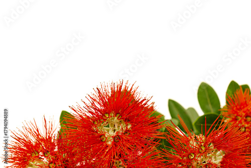 The striking red flowers of the New Zealand native Pohutukawa tree seen in close-up against a white background. The tree flowers over the summer period and is known as the NZ Christmas tree.  