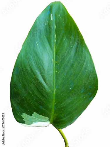 Vibrant variegated Philodendron leaf on white background
