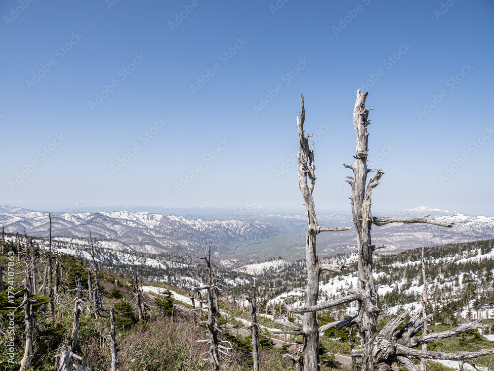 Fototapeta premium 枯れ木と雪山