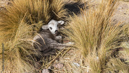A tiny newborn lamb crouched among the dry yellow grass. The animal is lying down, looking at the camera. Top view. Peru