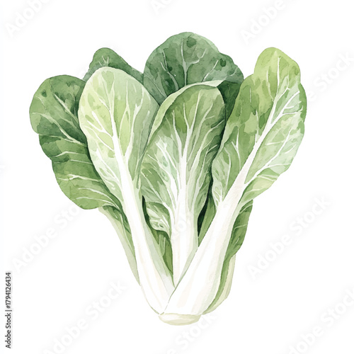 Fresh green bok choy vegetable with white stems healthy food concept.