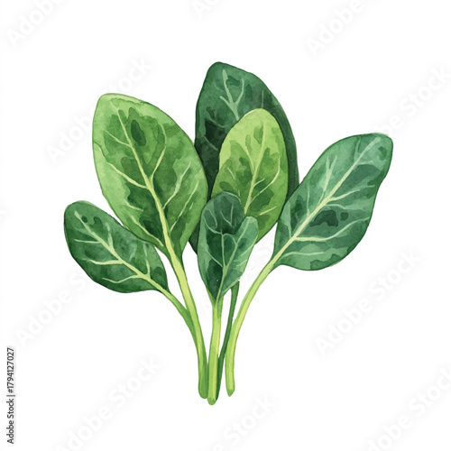 Fresh green spinach leaves watercolor illustration 1.