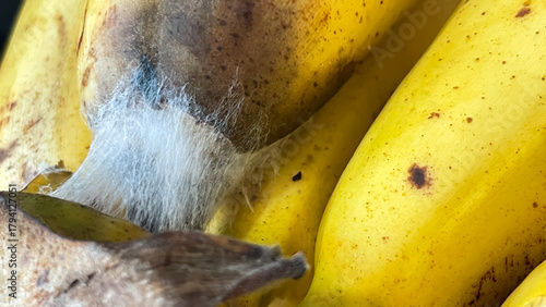 Obraz na plátně A close-up of a banana with white and gray mold growths near the stem