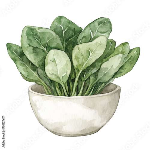 Fresh spinach leaves in a white bowl watercolor illustration.