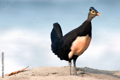 Foto Maleo (Macrocephalon maleo) Megapode bird endemic to Sulawesi, Indonesia, lays e