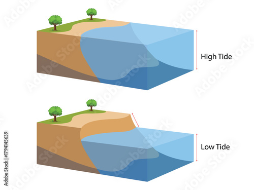 High and low tides. Landscape sea with trees. water ​​level