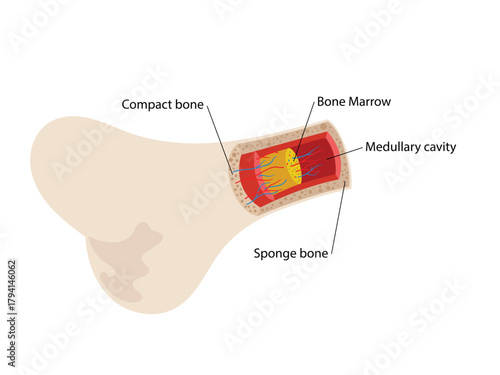Structure and components of long bone,  bone marrow concept