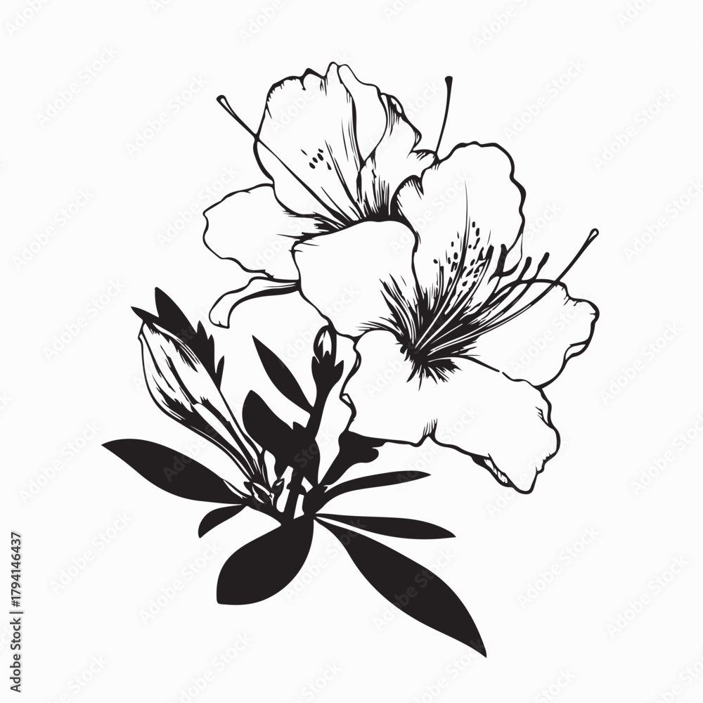 Fototapeta premium Elegant Azalea Flower Vector Image Isolated on white background
