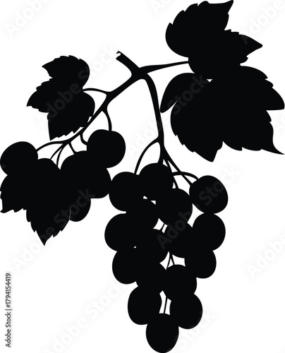 A silhouette of a grape vine with abundant clusters of grapes