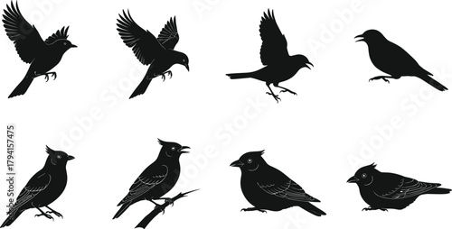 Elegant vector silhouettes of perched and flying birds, detailed songbird shapes, natural wildlife illustration set for design, decoration, branding, and creative projects