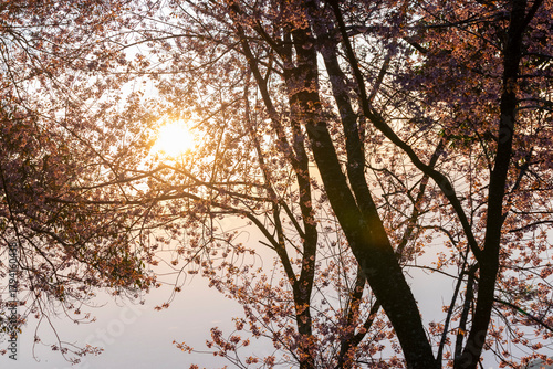 Wild Himalayan Cherry (Prunus cerasoides) or thai sakura flower