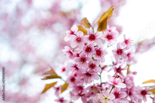 Wild Himalayan Cherry (Prunus cerasoides) or thai sakura flower