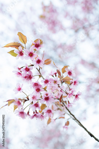 Wild Himalayan Cherry (Prunus cerasoides) or thai sakura flower