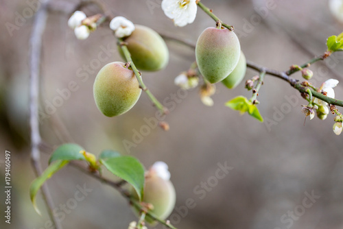 White plum tree flowers., on the tree