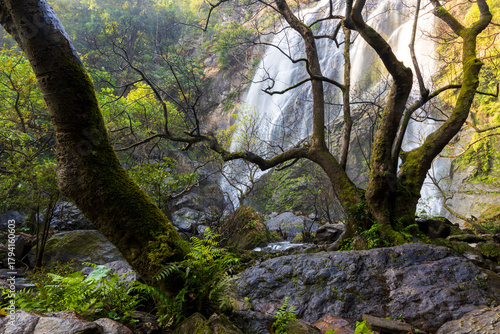harvesting coffee berries by agriculture.  Coffee beans ripening on the tree in North of Thailand