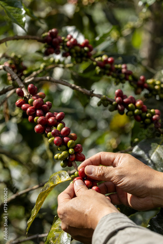 harvesting coffee berries by agriculture.  Coffee beans ripening on the tree in North of Thailand