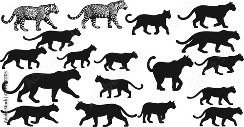 Leopard and panther silhouette collection, wild animal walking poses vector illustration, jungle predator shapes for wildlife, safari and nature design concepts
