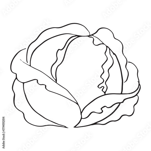 vector illustration of a cauliflower